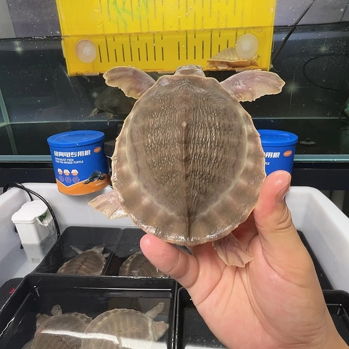 公绿毛龟精品猪猪