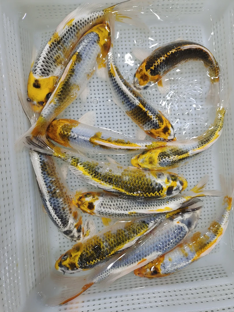 （十二）3条随机孔雀16-18公分精品冷水鱼