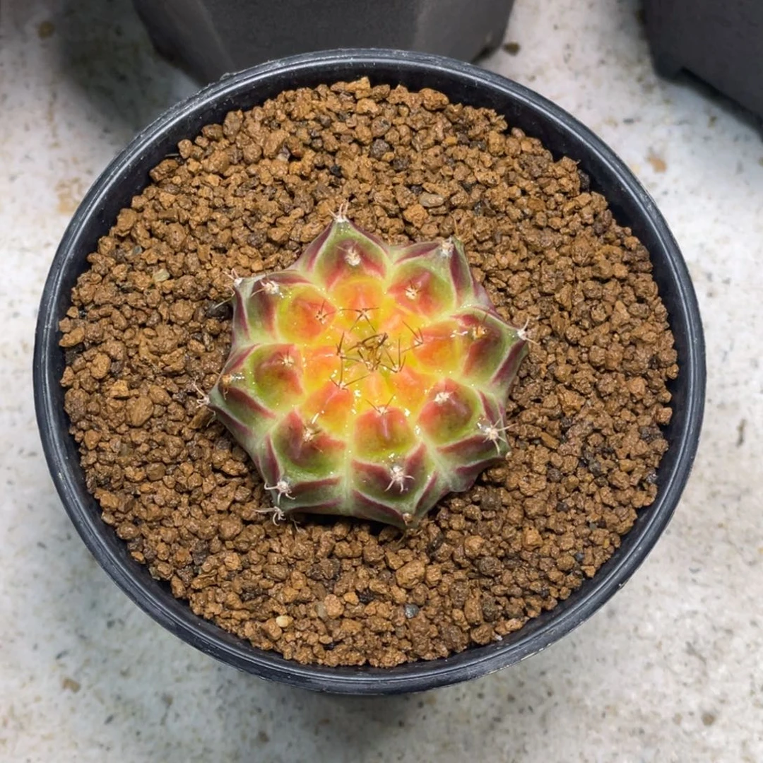 当前无花朵，栽培后可花朵皇氏轮回