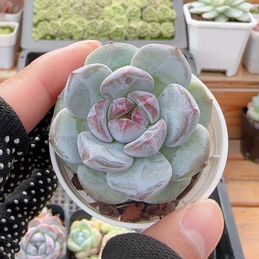 ****·多肉0731-147石榴籽星影