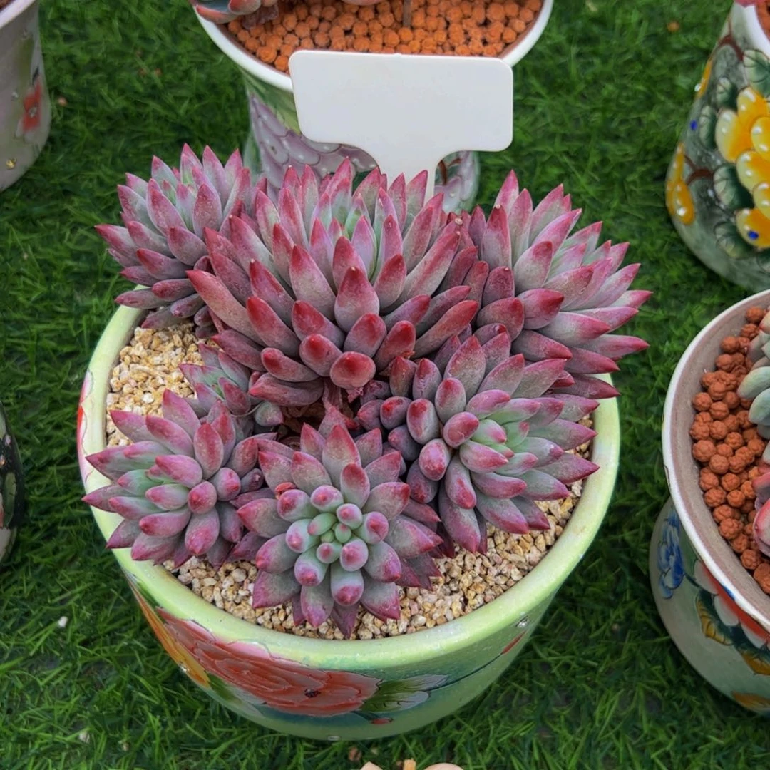 兰**灵车厘子多肉植物
