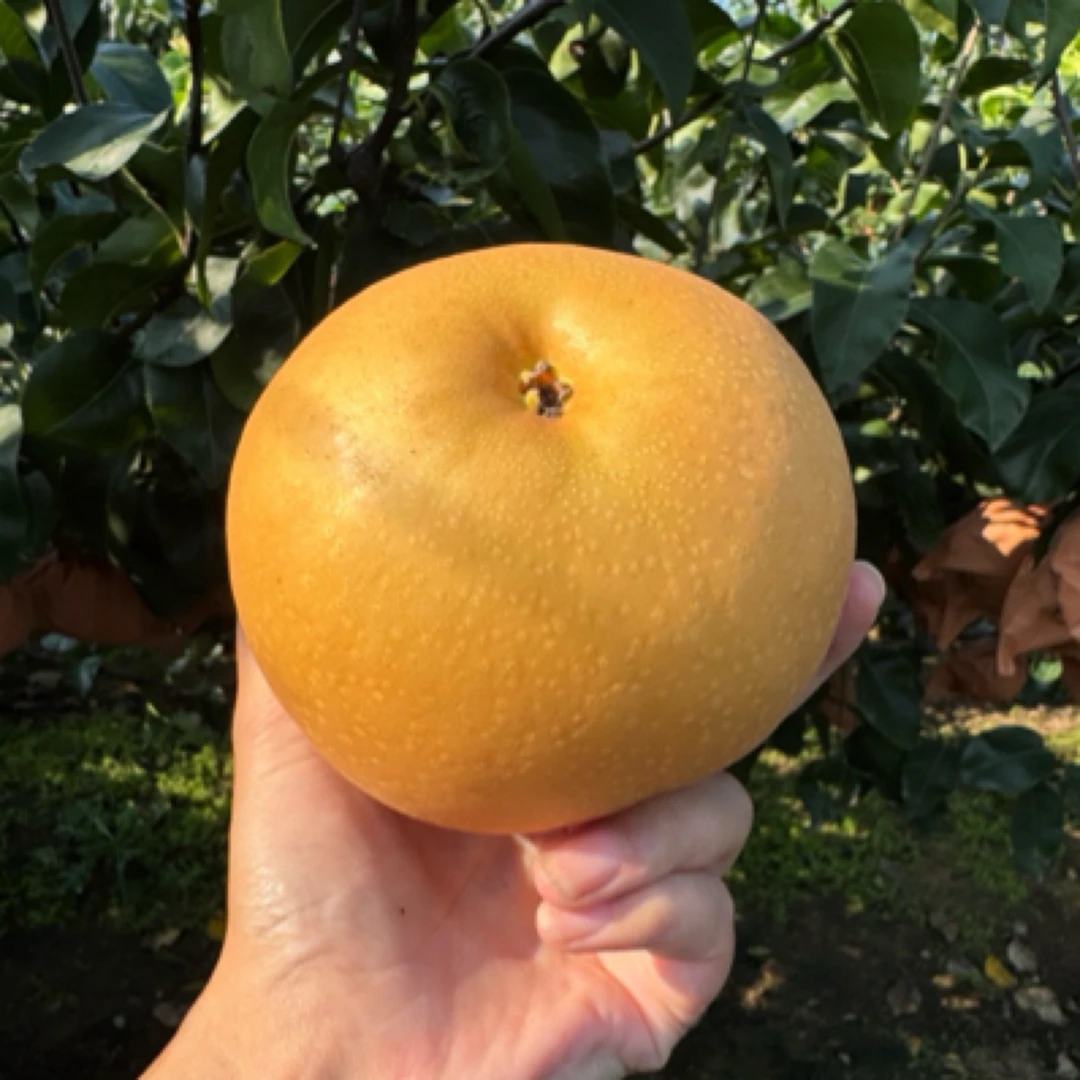 （中通包邮）正宗莱阳秋月梨脆甜多汁梨中贵族果王5斤10斤包邮