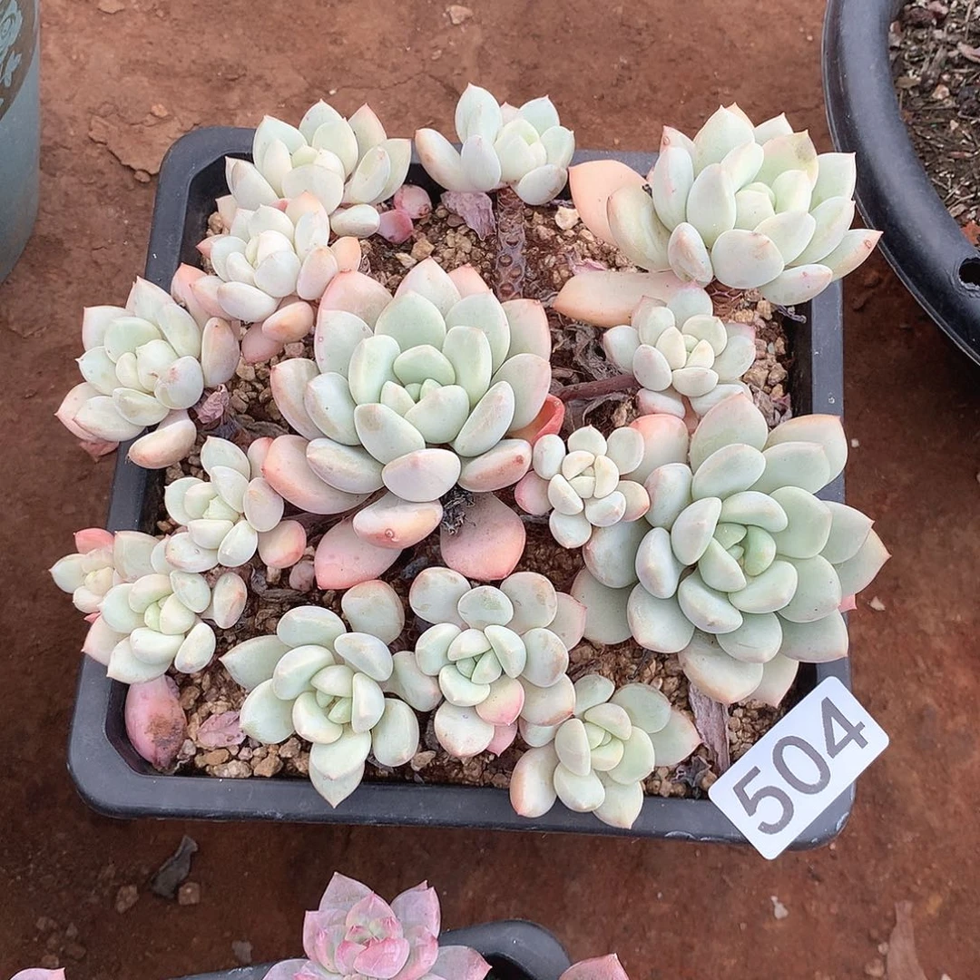 504拉丝雨一物一拍多肉