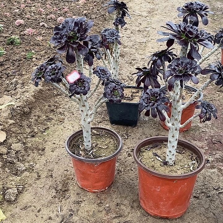 27，2颗多肉法师黑魔法