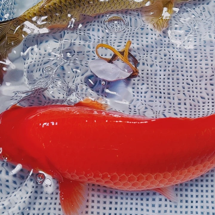 海水鱼锦鲤观赏鱼1