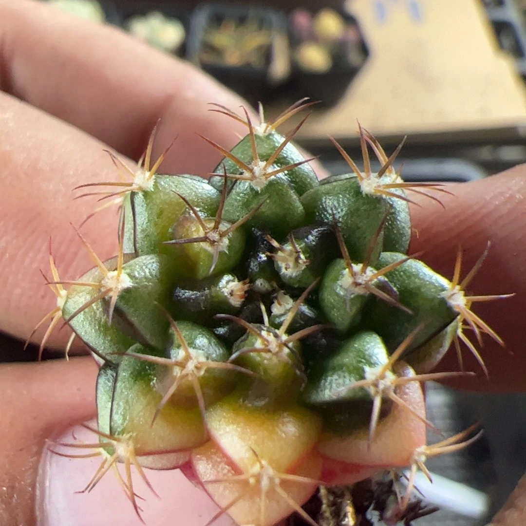 当前无花栽培后可以开花028
