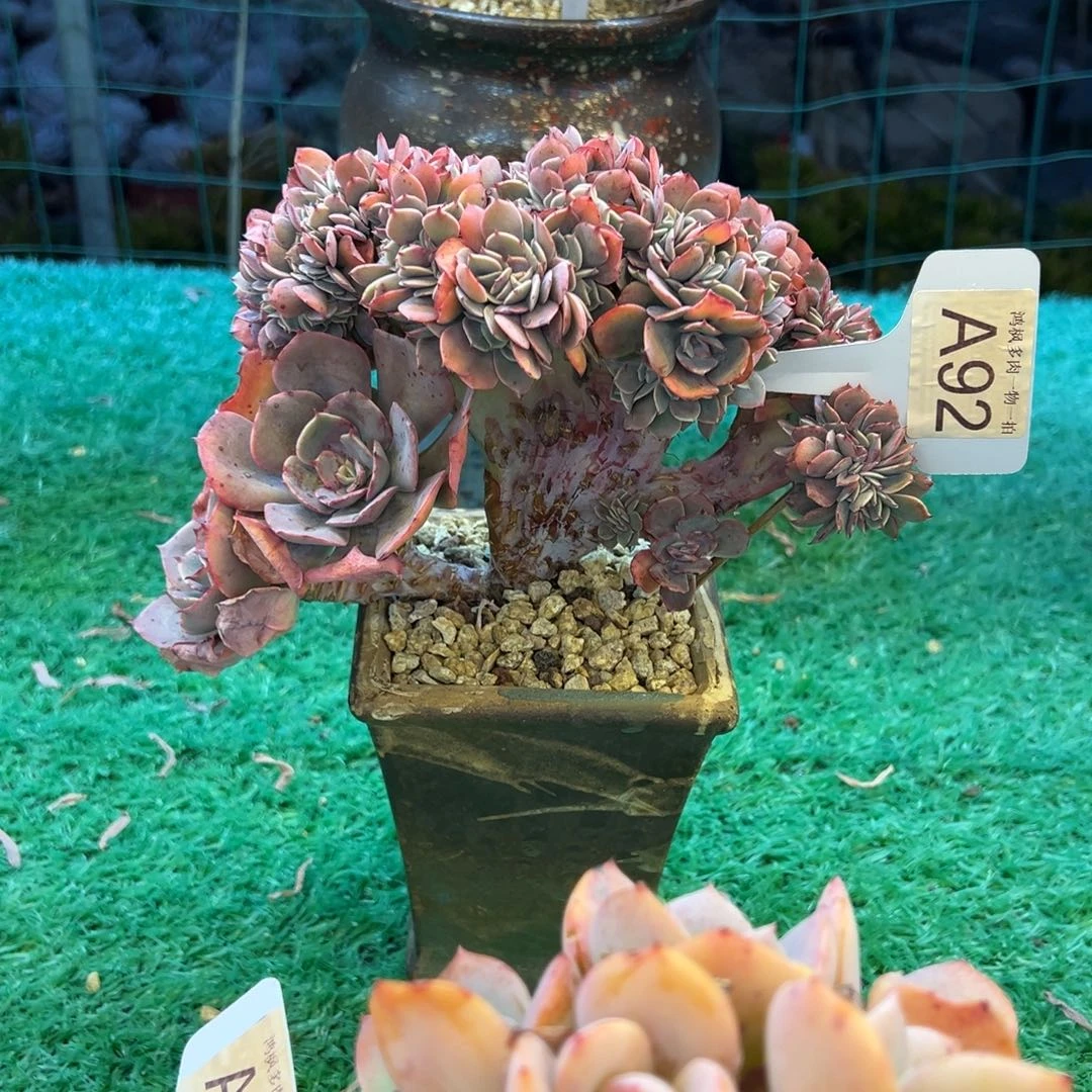 无花朵蓝粉台阁缀化有的挑，，，，，，，