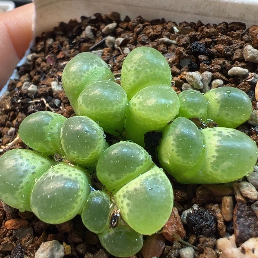 852多肉植物种类多样