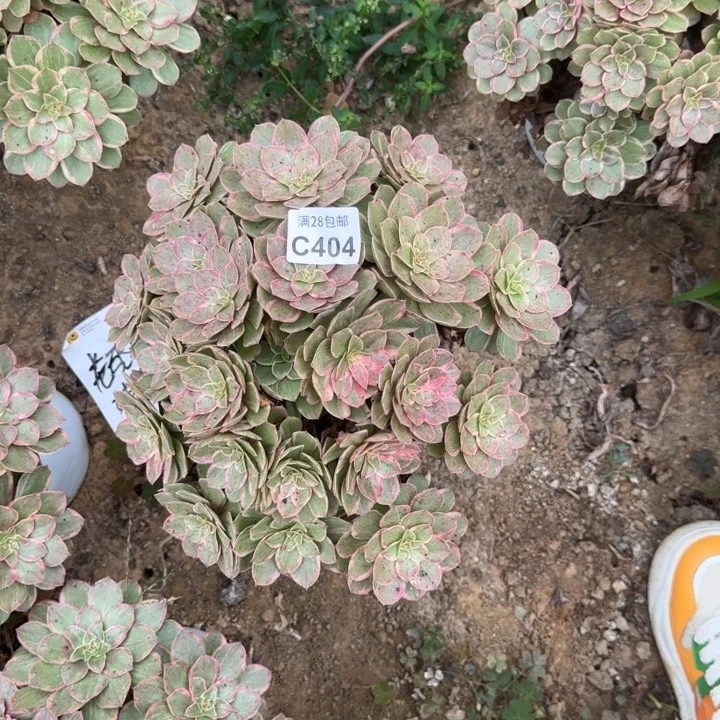 404 多肉植物不包断枝