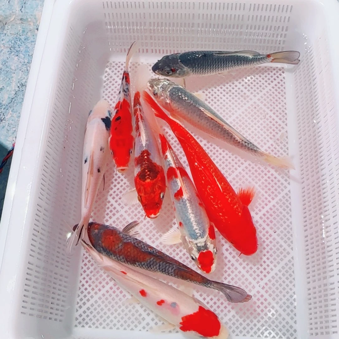 锦鲤精品锦鲤 质量保证