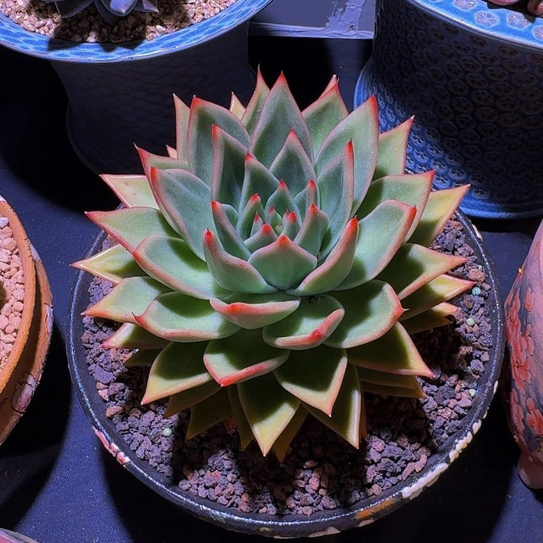 黄金粉 单头 一物一拍