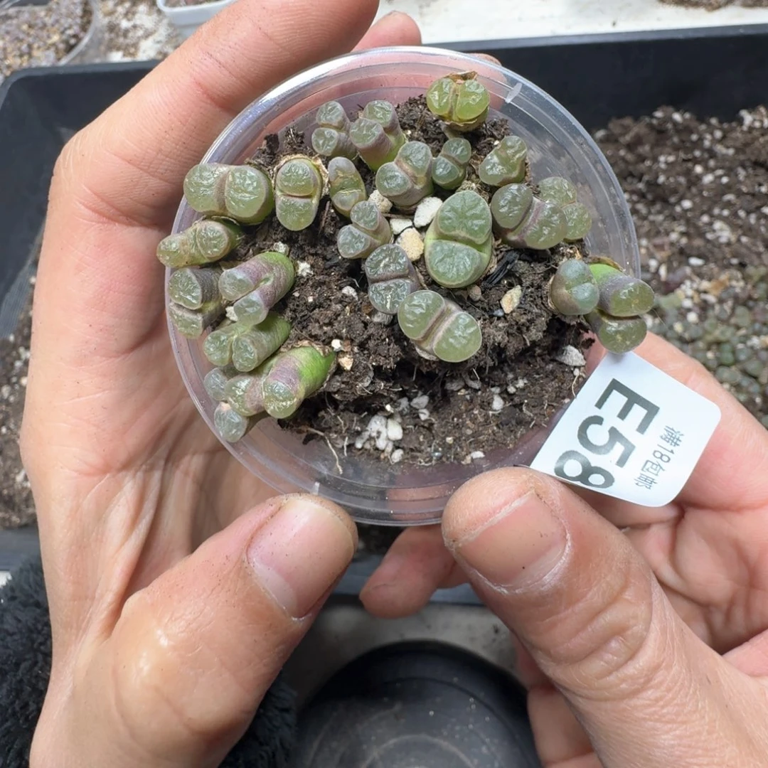 E58。班克雪花磁铁