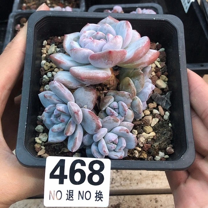 星影石榴籽福利出咯 468