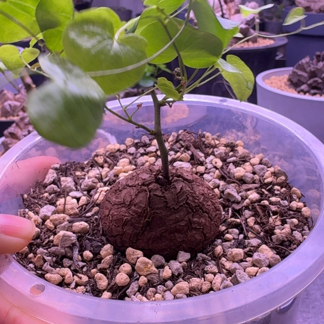 独***N龟甲龙呵呵呵呵呵呵呵呵呵呵