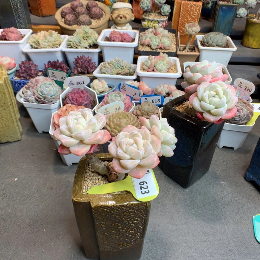 十**夏623 嫁接冰玉多肉