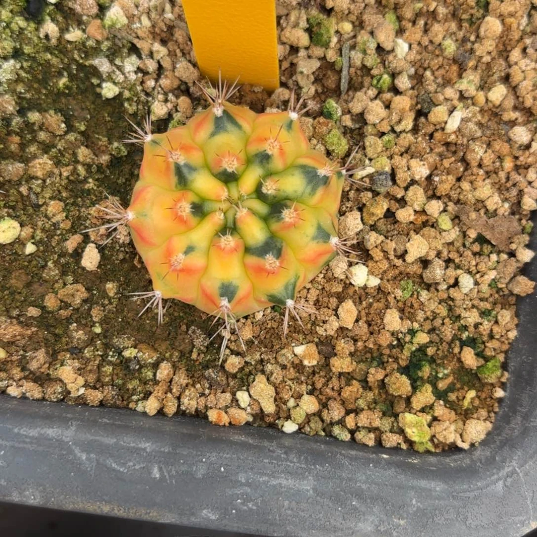 90-1223泰国发货多肉