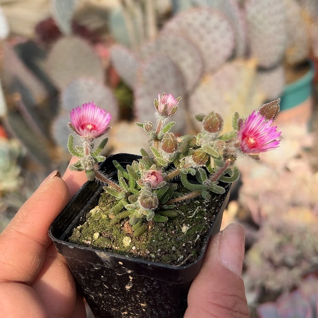 多肉植物狐尾枝干