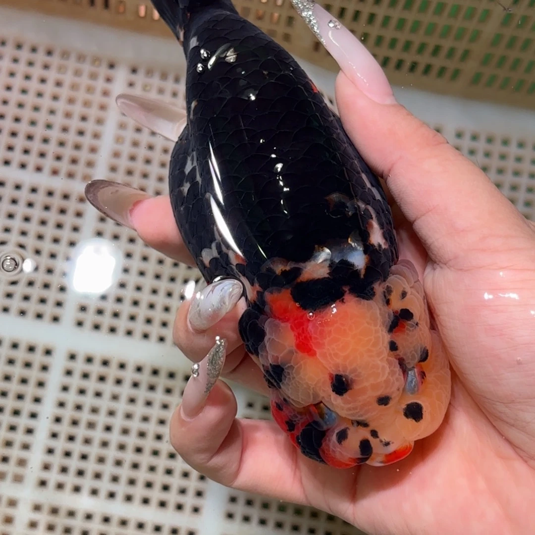 一***二金鱼拍包装包邮，不拍包装运费到付