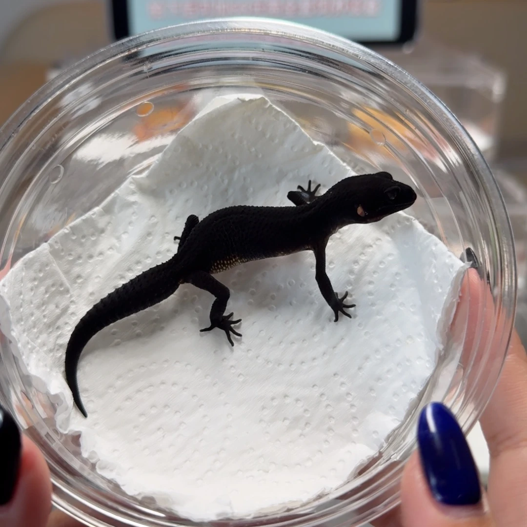 豹纹守宫s级黑夜母温