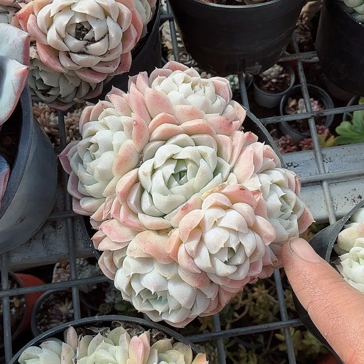 白月影多肉植物精品