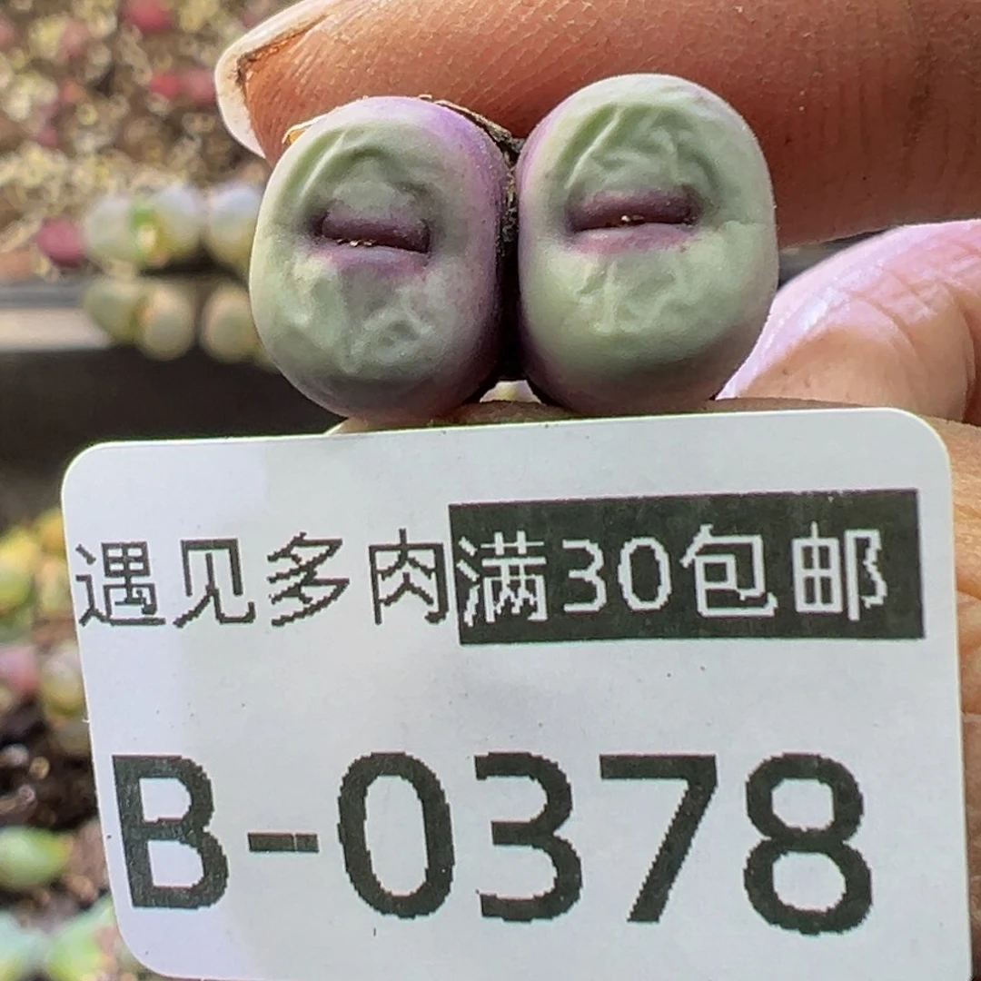 多肉植物1111111111111