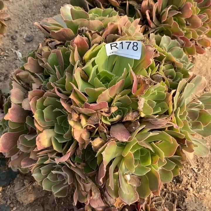 178香妃多肉植物法师