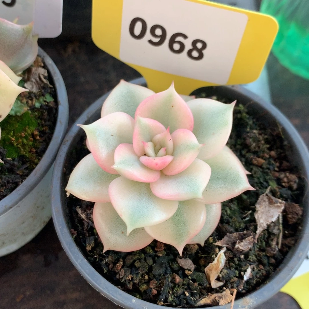 3***3968贝加尔湖哈哈哈哈