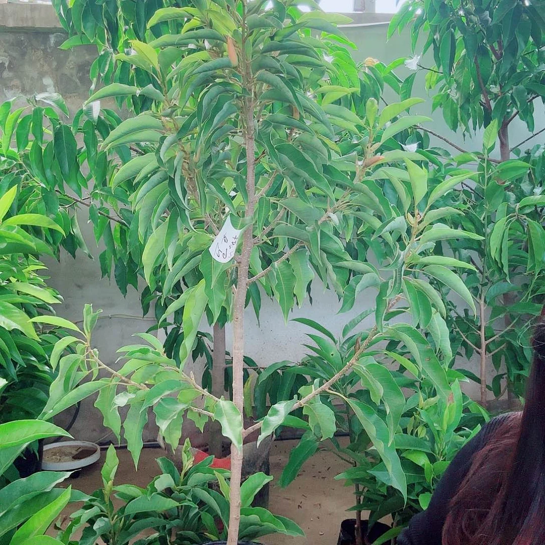 无花朵白兰111111111