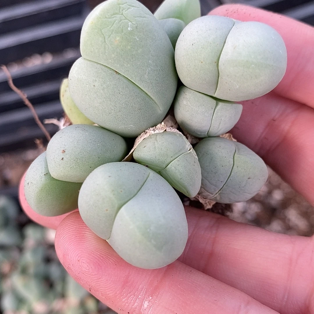 四头以上鲨鱼嘴一群。