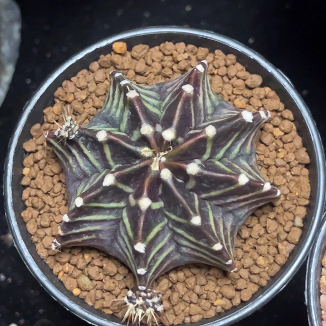 黑骑士侧芽自根带盆土发货