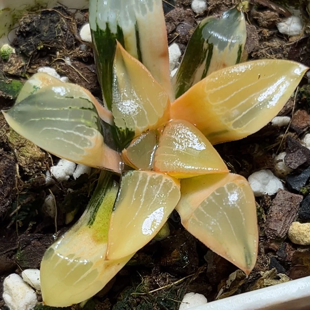 恭喜发财大吉大利575