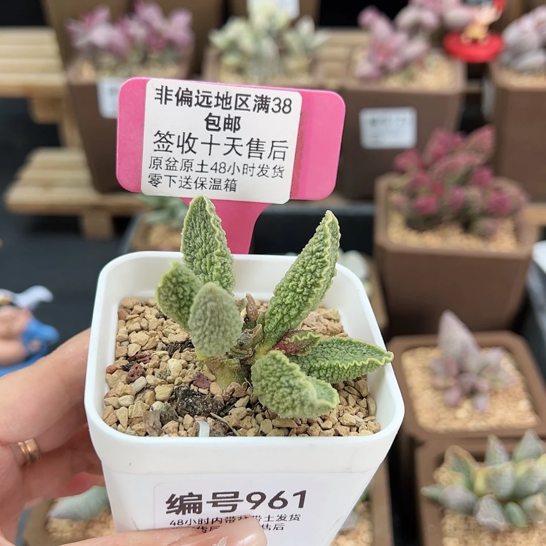 961绿皮多肉植物