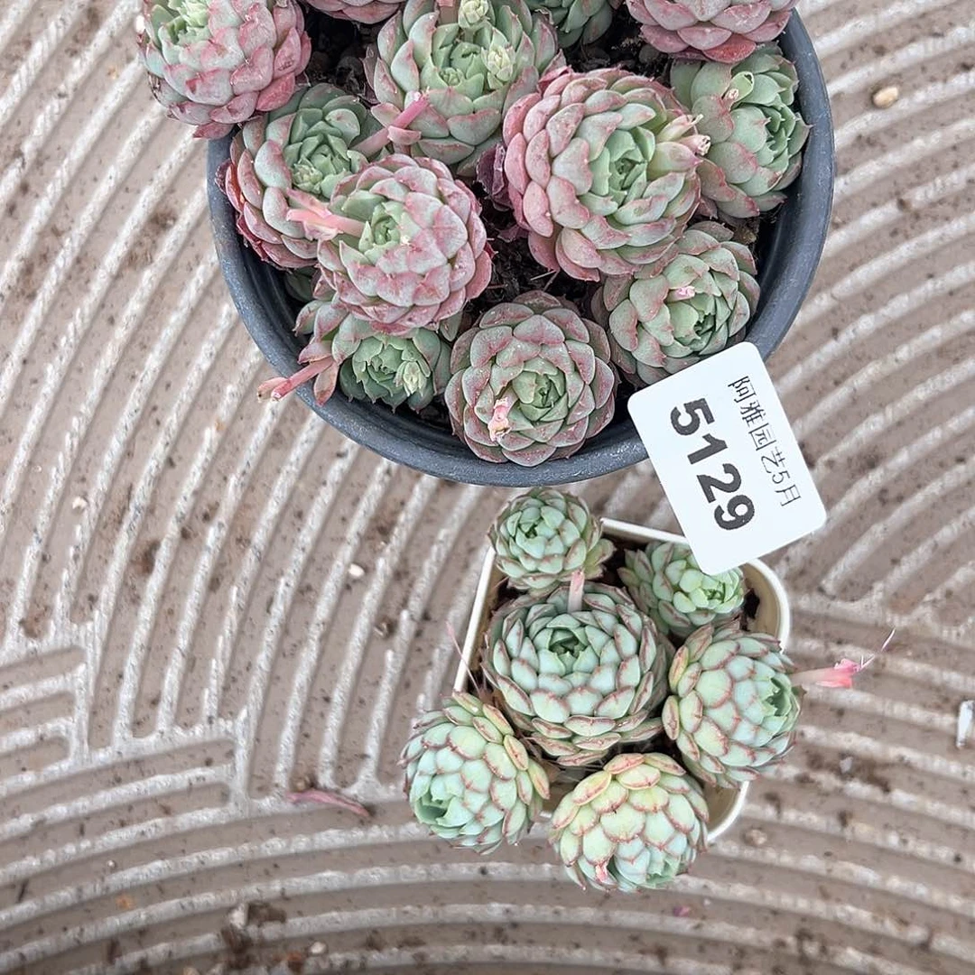 阿雅园艺。     5129