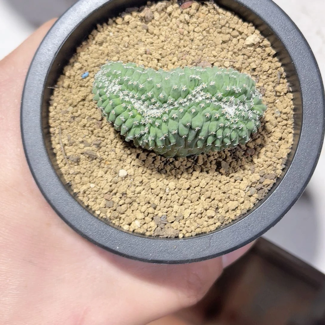 实生菊水缀化仙人球