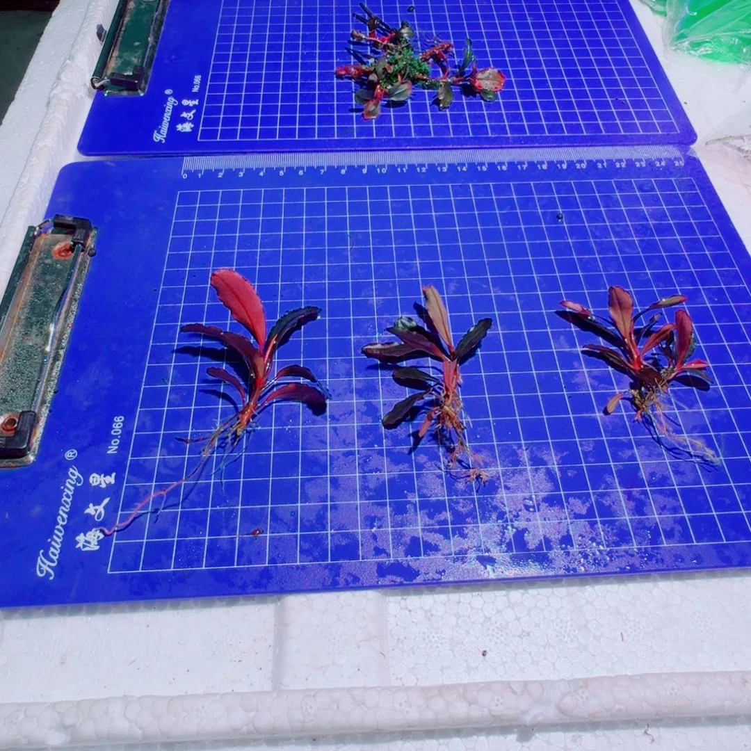 无花朵辣椒榕福利黑海