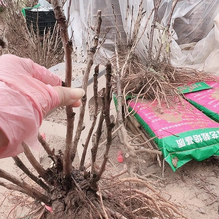 当前无花栽培后可以开花岛津