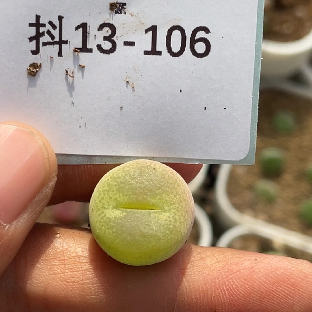 13-106翠光多肉植物