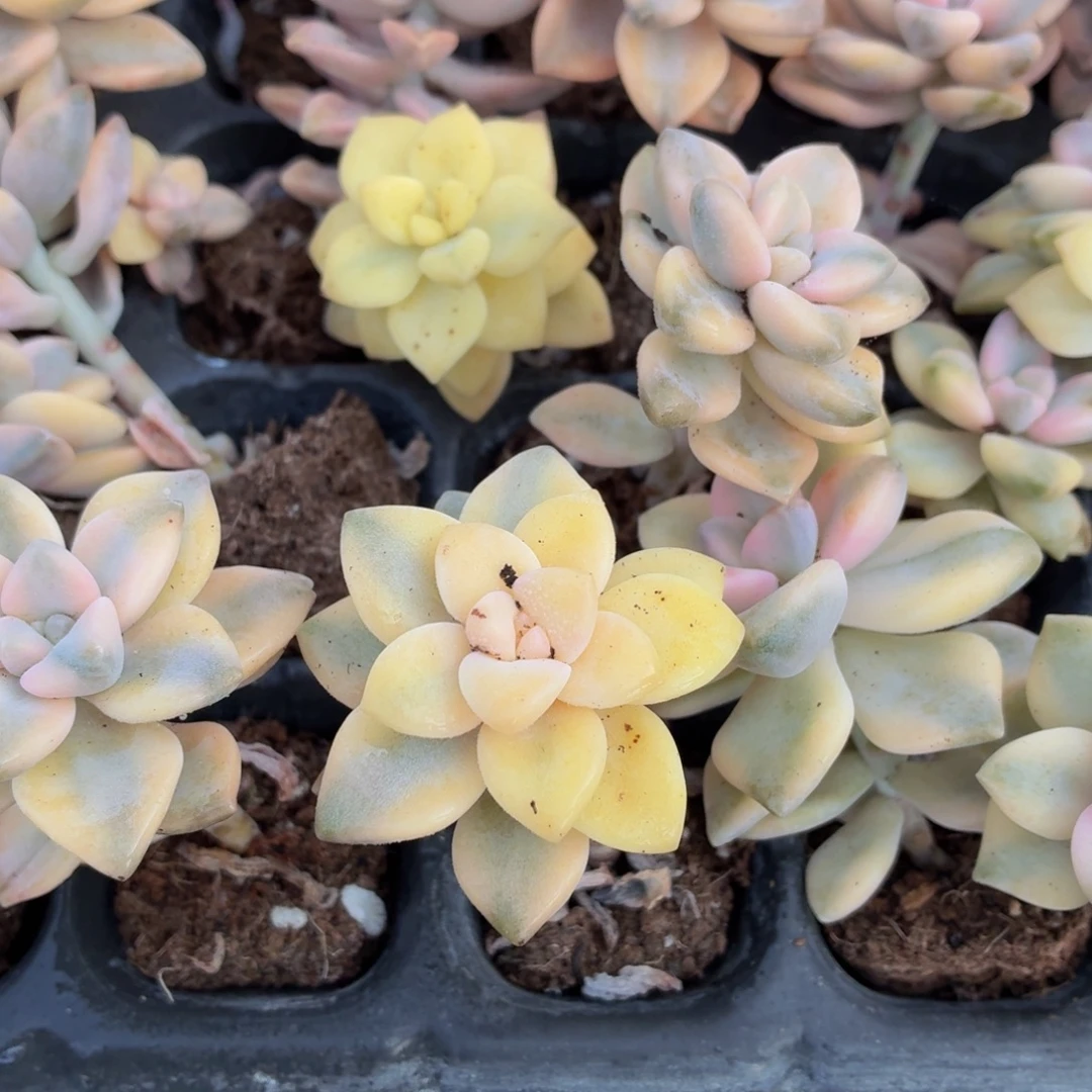 美杏锦多肉9.9包邮发货