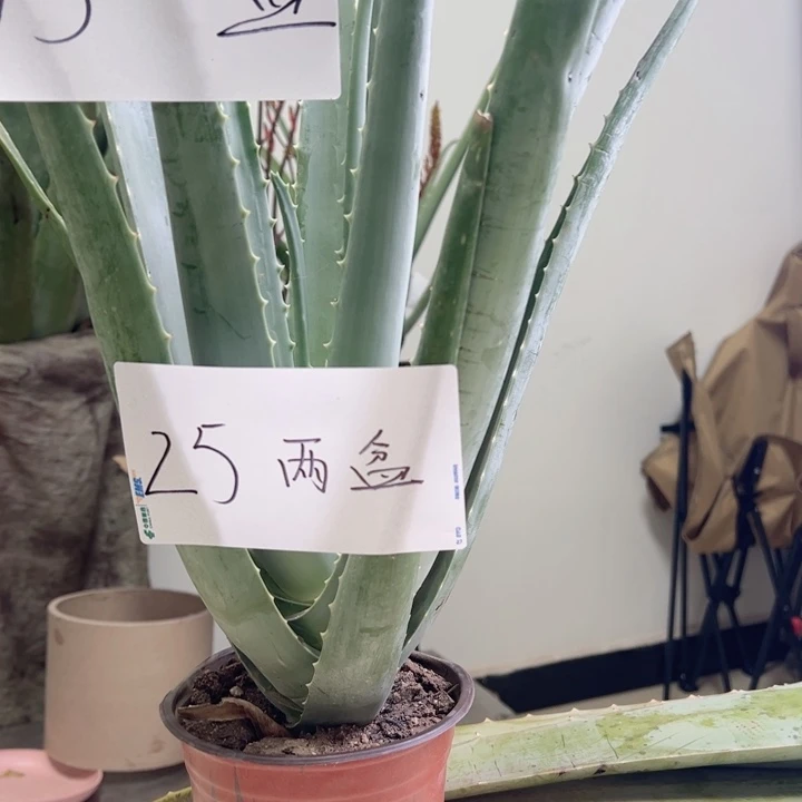 无花朵2盆盆栽，2袋肥料