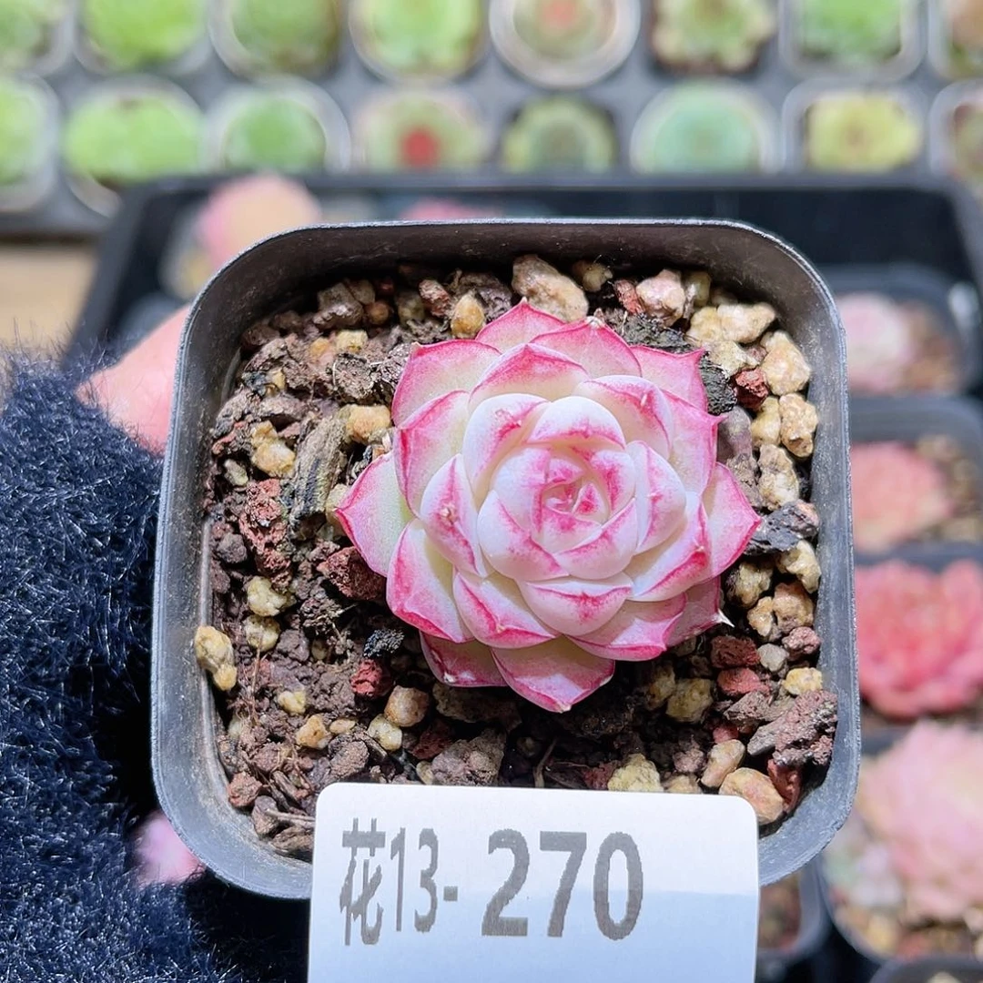 花利美13-270女王