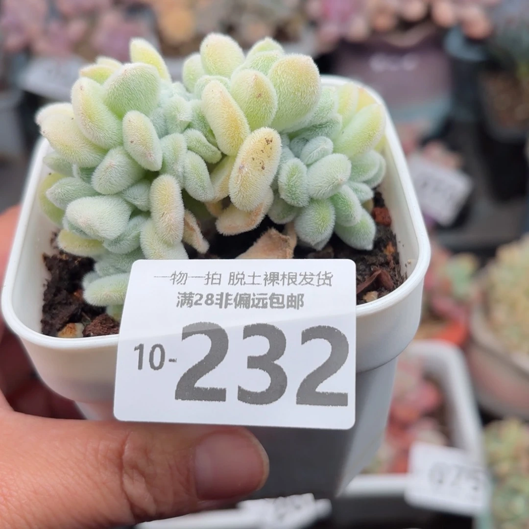 雪晃星多肉多肉肉