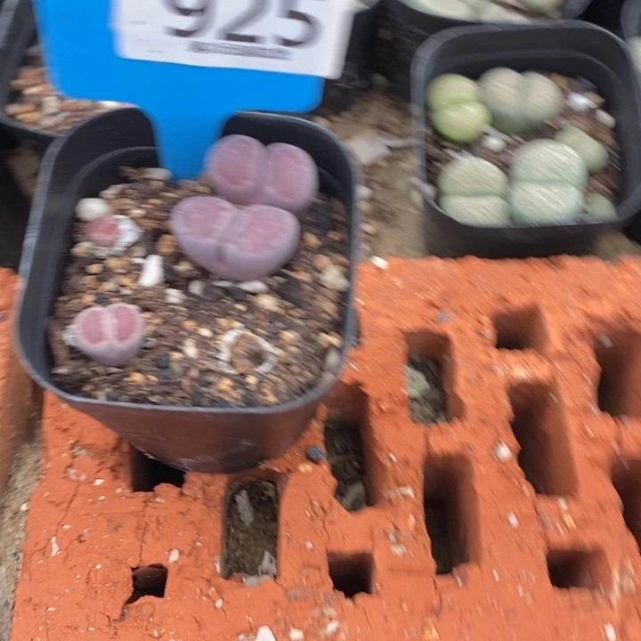 静***心生石花等植物和925