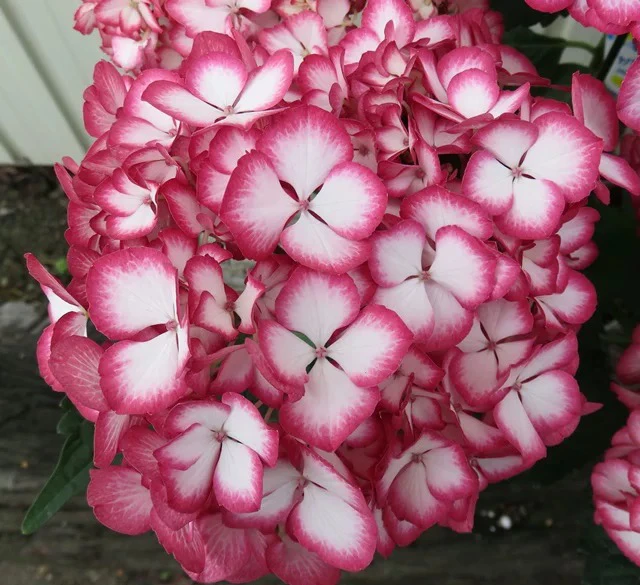 【美佳子】大花名贵绣球品种