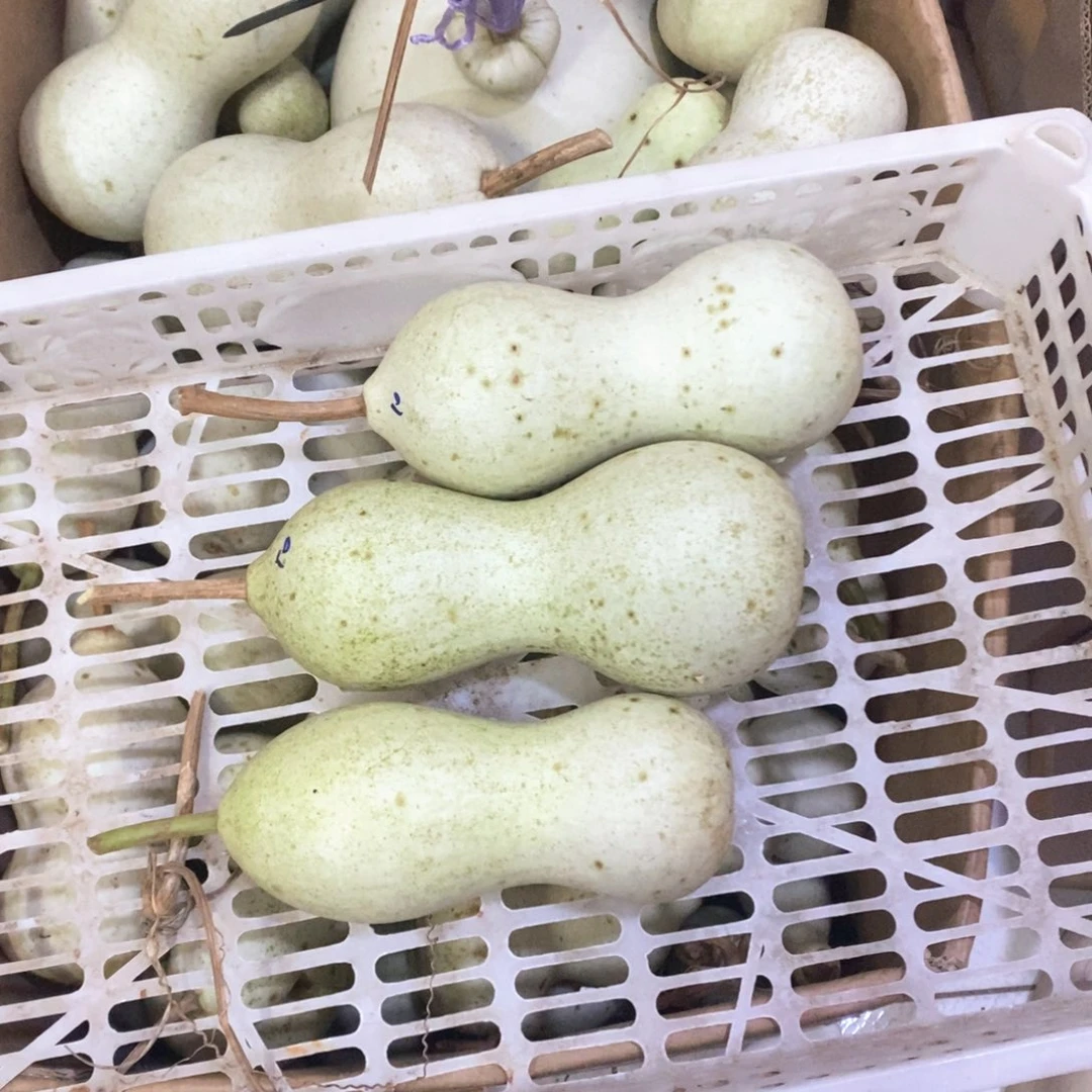 @***间文玩葫芦青皮葫芦