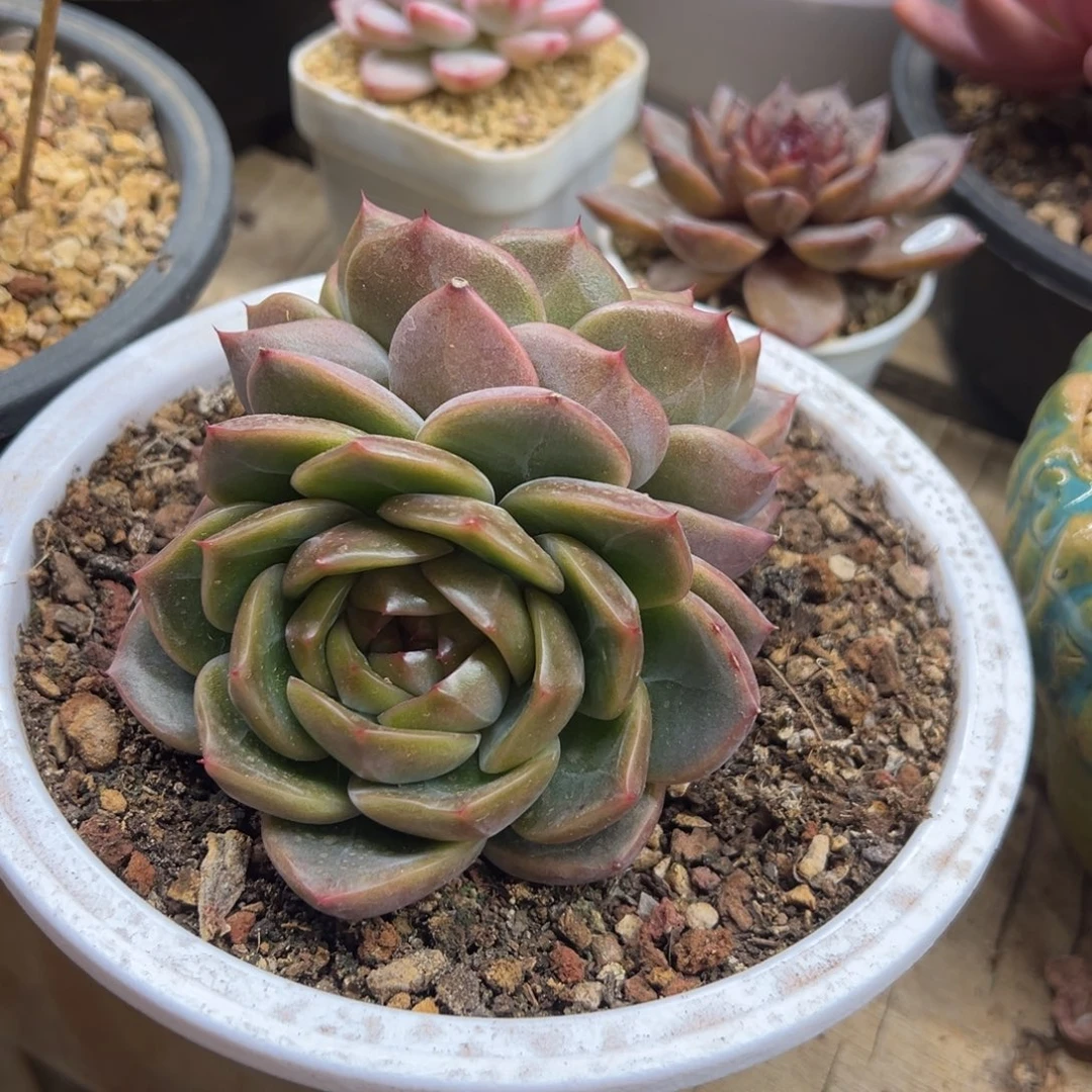 钻石珍妮 夏鸣园艺