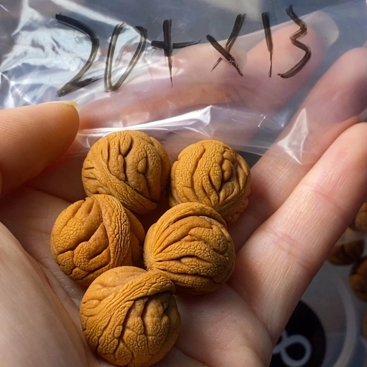 文玩核桃手串秦岭野生龙纹桃核20