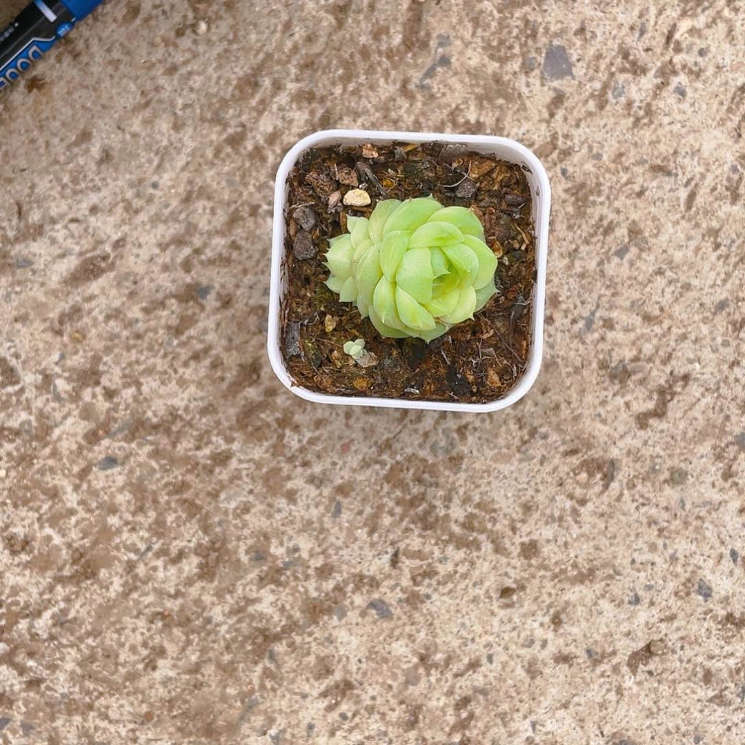 A****5684 中苗一个满25包邮