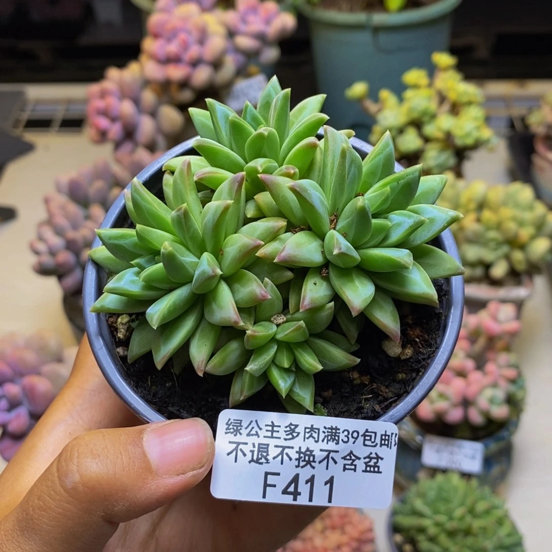 411幻影美人多肉7cm