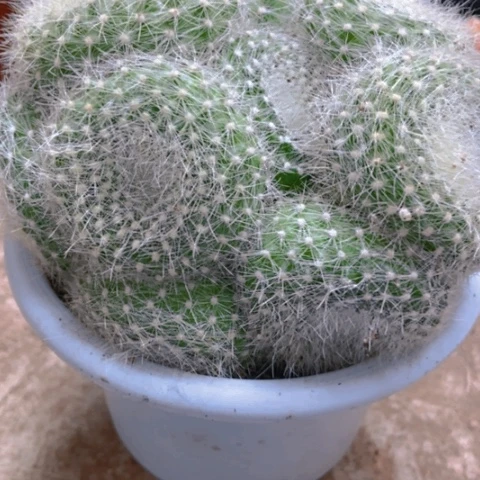 白雪光多天仙人球25米