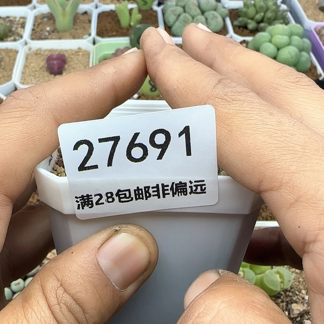 茳**姐28包邮脱土发货27691